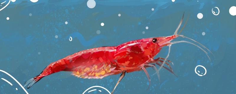What place does the cherry shrimp lay its eggs, and how to raise them after holding their eggs
