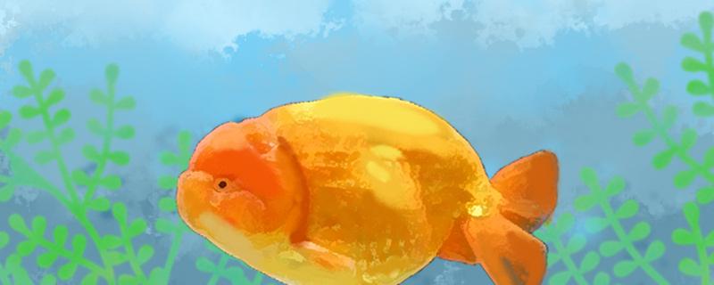 Lanshou goldfish and brocade carp can be raised together, and what fish can be raised together