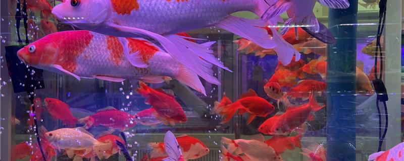 Can brocade carp and goldfish be mixed, what does mixed culture need to pay attention to