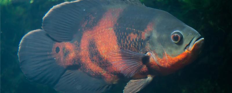 Causes and Solutions of Map Fish Biting Scales off Each Other