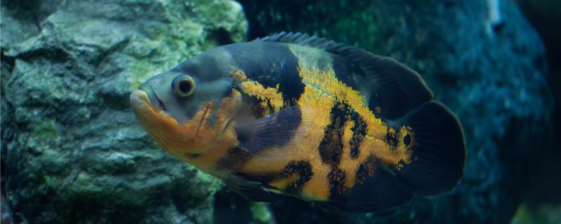 地圖魚吃上浮飼料還是下沉飼料喂什么食物好 馬來西亞貓山王榴蓮