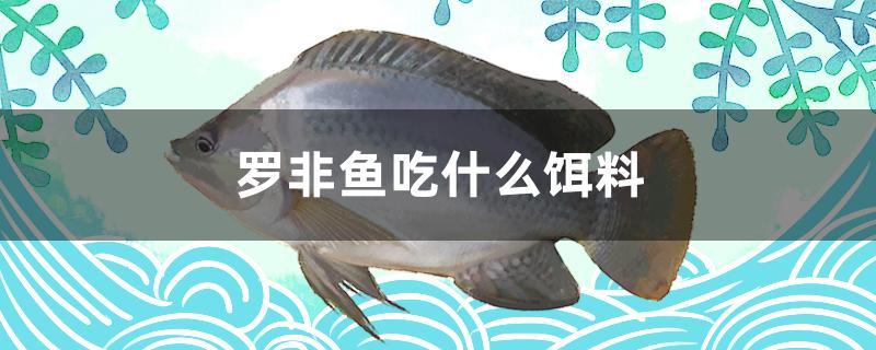 罗非鱼吃什么饵料