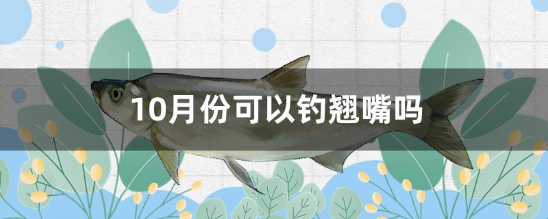 10月份可以釣翹嘴嗎 垂釣樂(lè)園