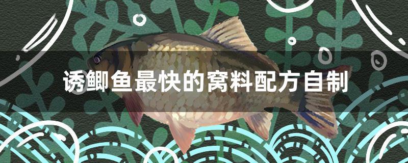 誘鯽魚最快的窩料配方自制