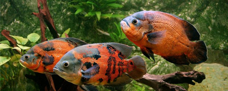 What are the common diseases of map fish and what is the treatment method
