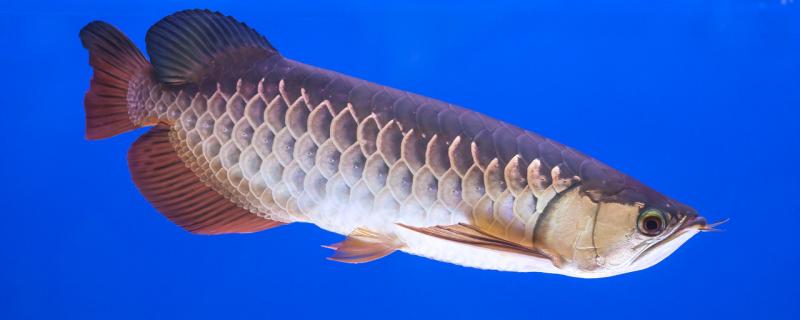 How long can Arowana turn over its belly to recover and how can it recover