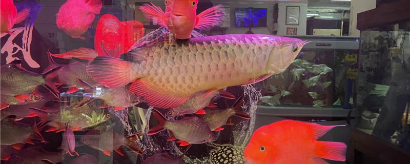 What are the fish mixed with Arowana, and what should we pay attention to when mixed with Arowana