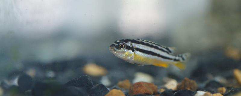 How is the belly of zebrafish bulging to return a responsibility, how to do