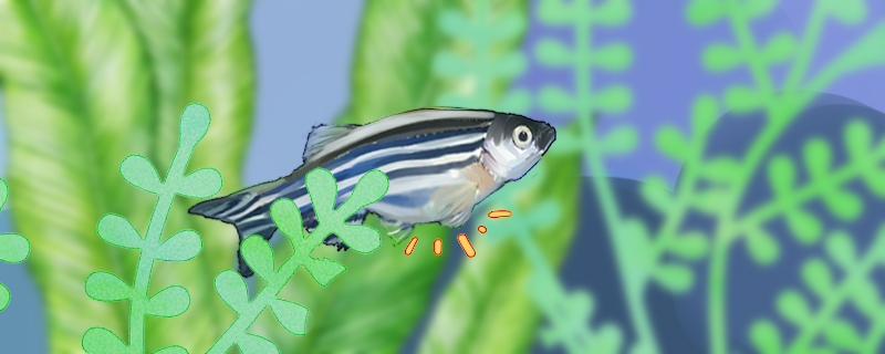 Why does the female zebrafish big belly not lay eggs and how to do it