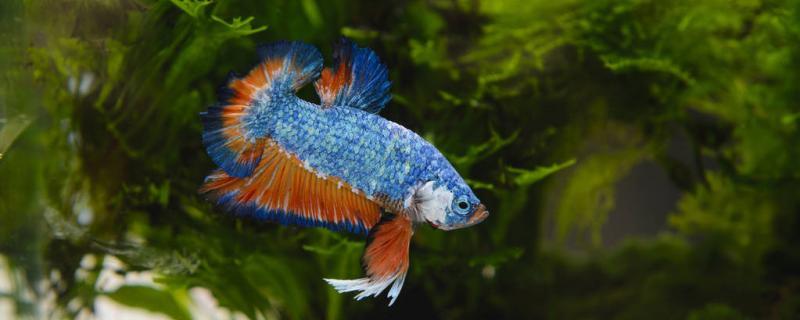 Can betta fish be raised together with brocade carp? Betta fish can't be raised together with what fish