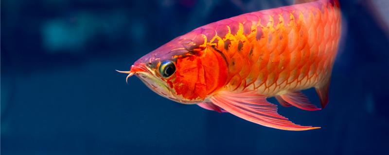 How many centimeters does the red dragon fish grow a year and how long can it live