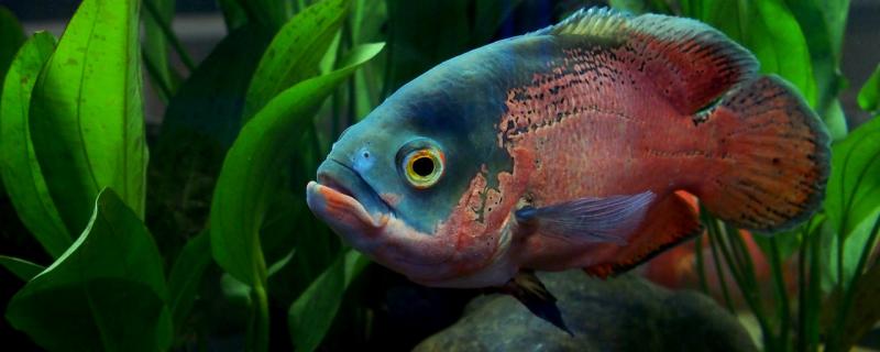 地図魚の大きさは何から発色し、何を食べると発色に役立つか