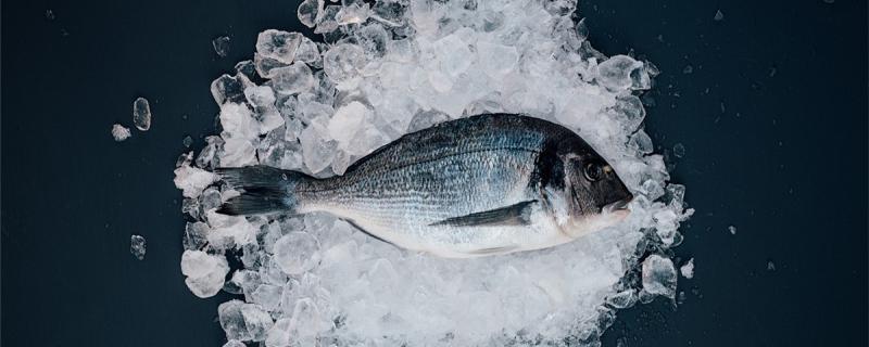 クロダイの釣り方浮き釣りがいいのか底釣りがいいのか、どんな餌を使うのか