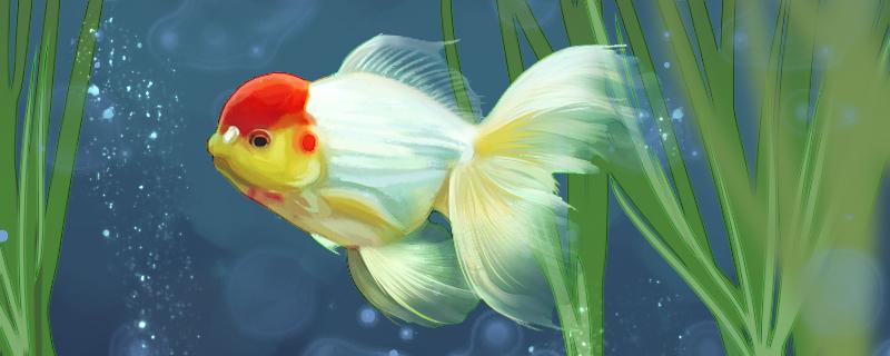 What is the best water temperature of Thai lion goldfish and how to raise it best