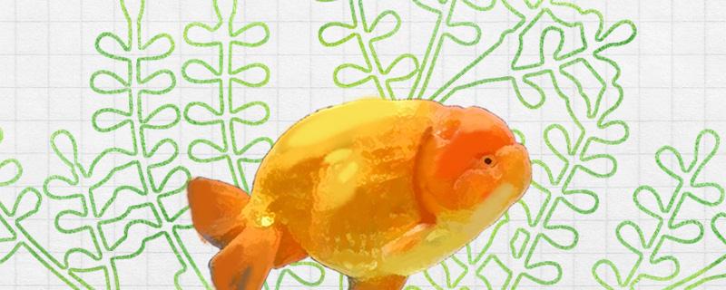 草金魚と蘭寿の混養のメリット、混養の注意点