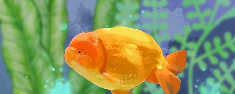 Lanshou goldfish eat aquatic plants, and how to feed them reasonably