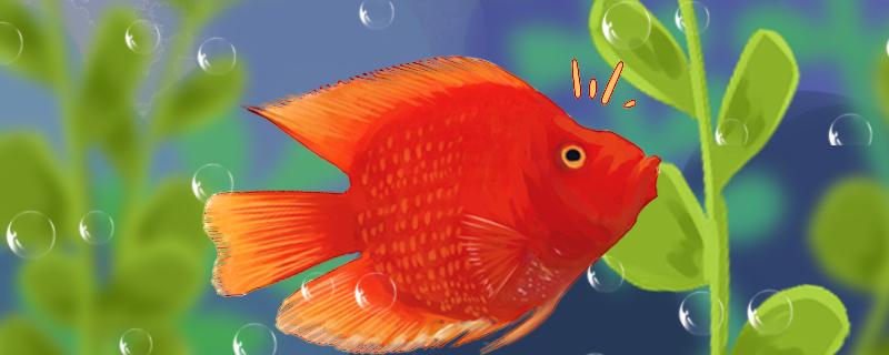 Why does the red god of wealth fish turn white? What should I do