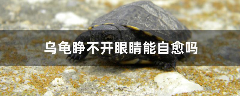 烏龜睜不開眼睛能自愈嗎 廣州祥龍國際水族貿(mào)易