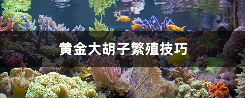 黄金大胡子繁殖技巧