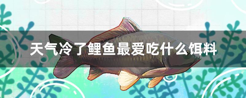 天氣冷了鯉魚(yú)最?lèi)?ài)吃什么餌料 其它水族用具設(shè)備