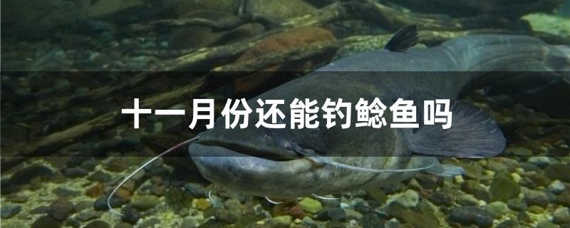 十一月份還能釣鯰魚嗎 垂釣樂園