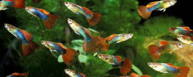 Can guppy live at 30 degrees water temperature, and can it live without oxygen