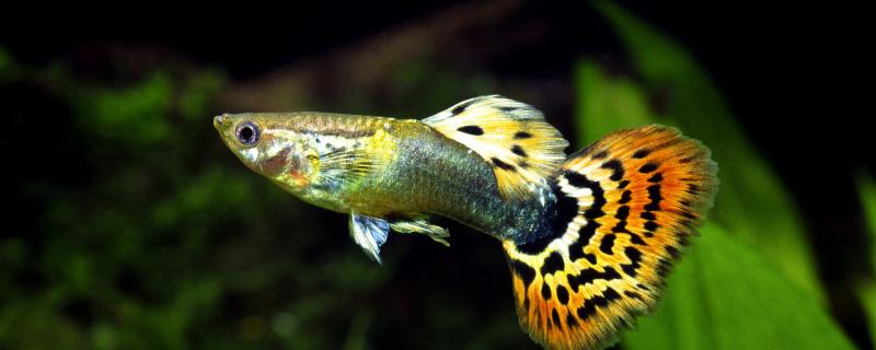 How many guppies are raised in a 35-year-old tank, and what equipment do you need