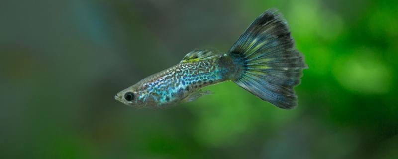 What fish can guppy cross with, and what fish can be mixed with