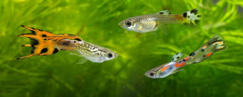 How long can guppies grow up and live