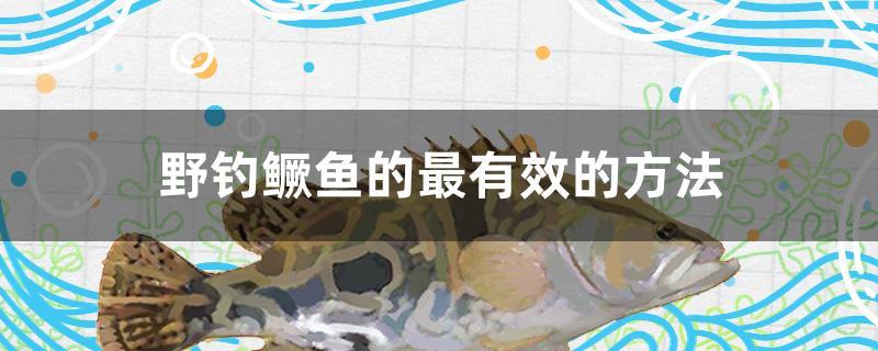 野釣鱖魚的最有效的方法 巴卡雷龍魚