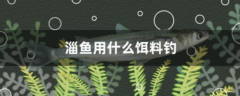 淄魚(yú)用什么餌料釣 白條過(guò)背金龍魚(yú)