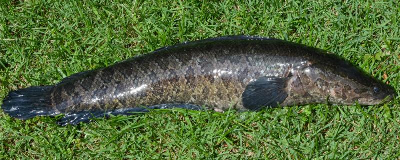 Is it easy for Luya to catch snakehead? What are the skills