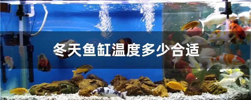 冬天鱼缸温度多少合适 水族主题相关