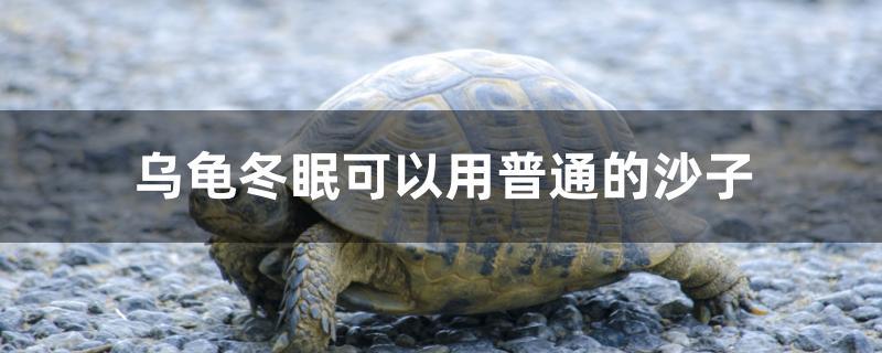 烏龜冬眠可以用普通的沙子 祥龍水族護(hù)理水