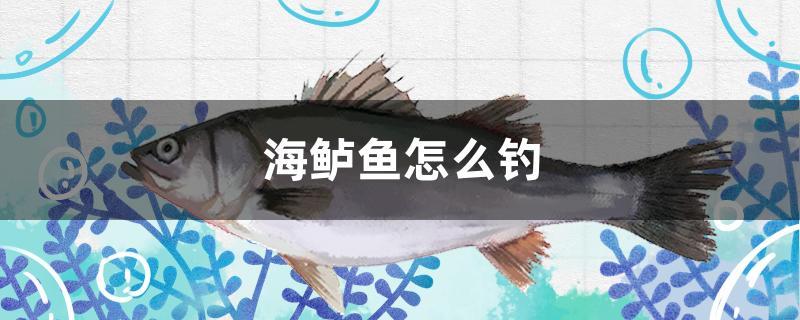 海鲈鱼怎么钓