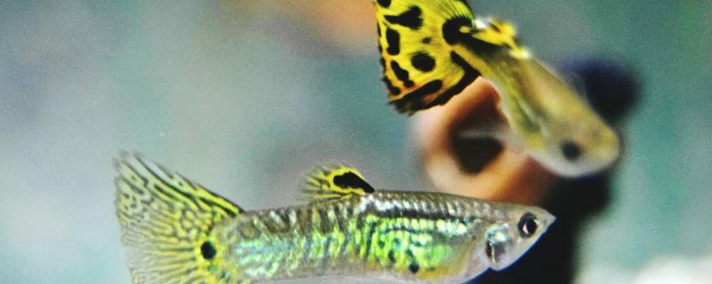 What should guppy pay attention to after giving birth to small fish, and what should we pay attention to when raising