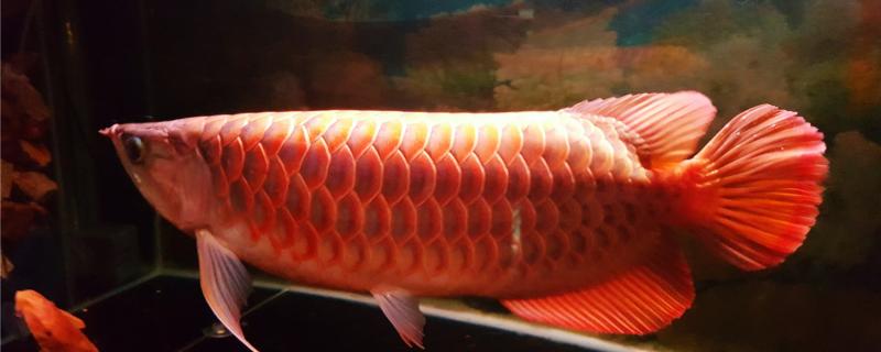 红龙鱼吃什么有助于发色 红龙鱼几年变大红