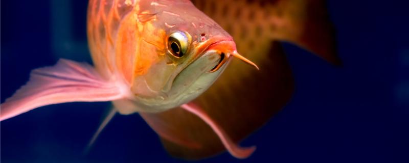 红龙鱼怎么喂食增色 红龙鱼什么时候开始发色