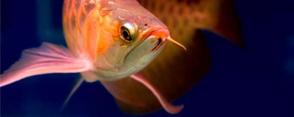 红龙鱼什么时候开始发色，怎么喂食增色
