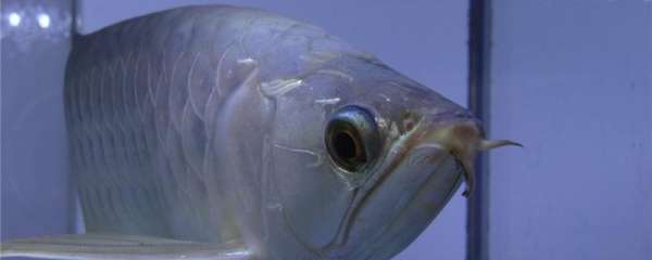 银龙鱼是热带鱼吗，适合生活在什么环境中