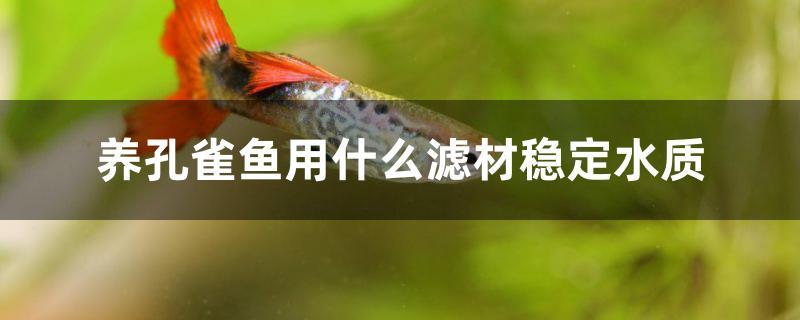 養(yǎng)孔雀魚(yú)用什么濾材穩(wěn)定水質(zhì) 稀有金龍魚(yú)