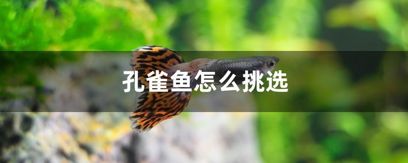 孔雀鱼怎么挑选