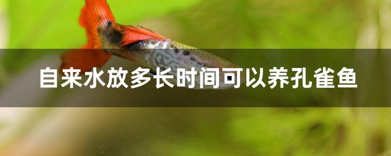 自来水放多长时间可以养孔雀鱼 黑桃A鱼苗