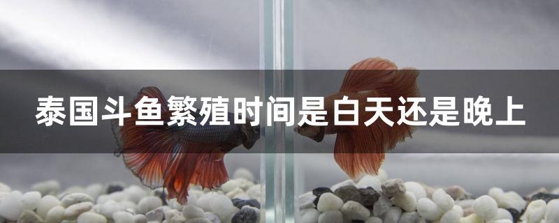 泰國(guó)斗魚繁殖時(shí)間是白天還是晚上 蘇虎苗（蘇門答臘虎魚苗）