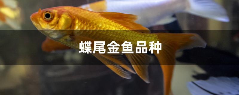 蝶尾金魚品種