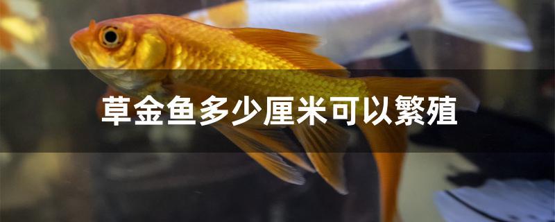 不久後,雄魚就會追逐雌魚,雌魚就會在水草上產卵.