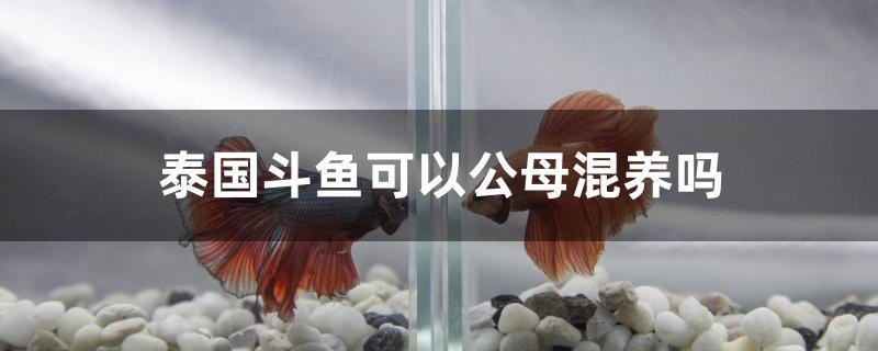 泰國斗魚可以公母混養(yǎng)嗎