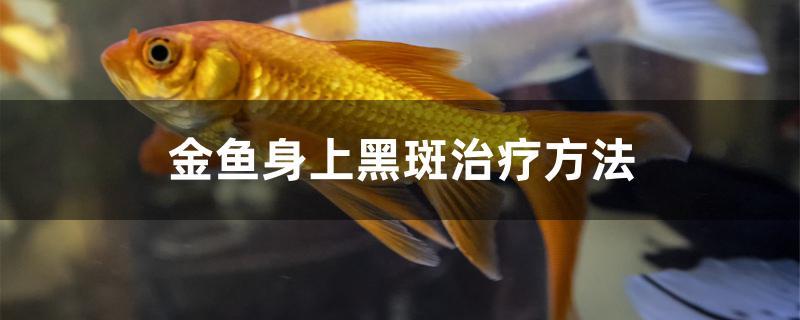 金魚身上黑斑治療方法