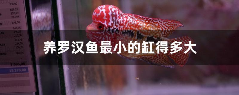 養(yǎng)羅漢魚最小的缸得多大 丹頂錦鯉魚