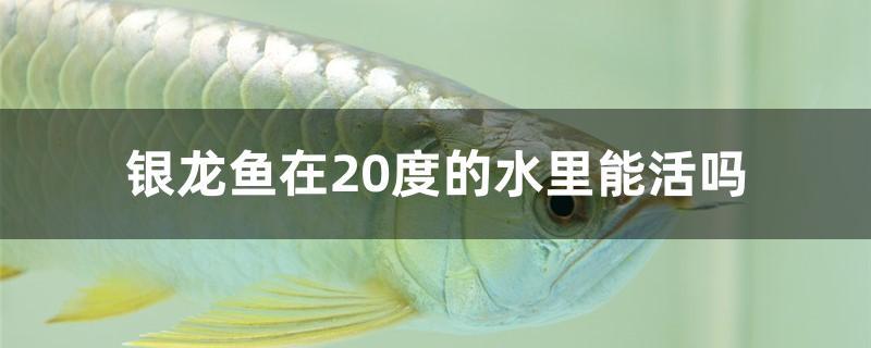 银龙鱼在20度的水里能活吗 印尼四纹虎